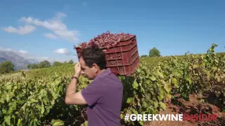 Harvesting Roditis Grapes At Tetramythos