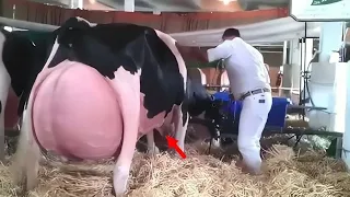 Фермер не мог перестать кричать, когда увидел, что родила корова! Истории про животных