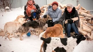 Волонтёры в приюте Дари добро Новосибирск at an animal shelter cold заготовка дров в приюте