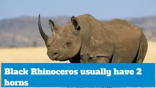 Black Rhinoceros