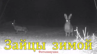 Зайцы зимой, Херсонская область / Hares in winter