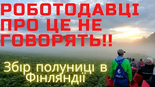 Збір Полуниці в Фінляндії .Про це ніхто не говорить🤯🤯🤯 (Сбор Клубника в Финляндии)