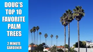 Doug's Top 10 Favorite Palm Trees