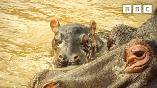 Baby hippo gets separated from his mother | Serengeti - BBC