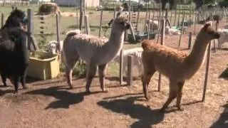 Reproducción de llamas y alpacas: nuevas herramientas genéticas (#540 2013-11-30)