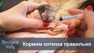 🍼 Как кормить котенка из шприца и бутылочки?