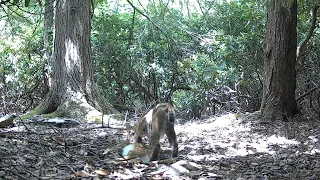 Bobcat Drags A Deer Fawn