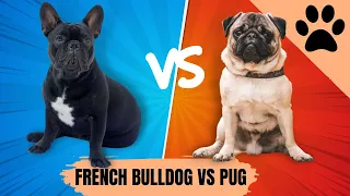French bulldog vs Pug - Which one is Best?