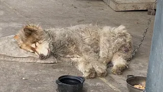 Chained and starved, he lay exhausted on the cold ground in an abandoned garage