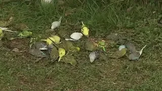 Flock of abandoned parakeets rescued