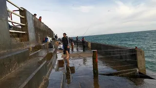 Brighton Marina Pier Fishing 13th July 2020 |NYZDaddy82