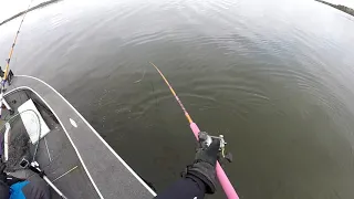 Huge Muskie Follow