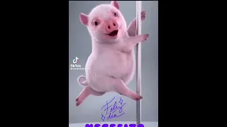 El Cerdito Bailarín mueve el tubo y demuestra que es muy bueno en esto. (Quiero café con pan)