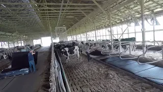 Replacing Cow Mattresses