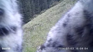 Впервые фотоловушки сняли снежных барсов в нацпарке