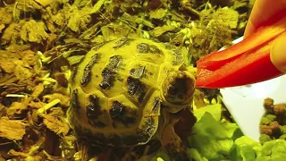 Flash The Tortoise vs The Pepper