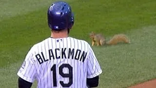A squirrel on the field stops play