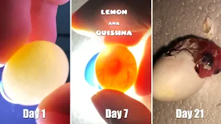 Baby Bird Growing in an Egg From Day1 to Day 21 From an Incubator