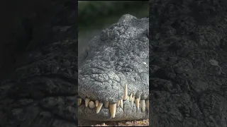 World's Largest Croc: Meet Lolong, the 20.24ft Wonder! 🐊