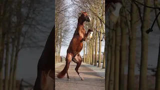 Funny Horses Show Strength Try Not To Laugh It's Really Strongest Horse Funny Video 2022 # 74