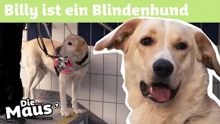 Blindenhund | DieMaus | WDR