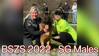 BSZS 2022 || SG - males || #germanshepherd || WORLD  CHAMPIONSHIP || #germany ||