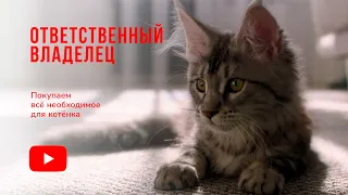 Покупаем все необходимое для котёнка