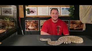 The Beautiful and Deadly Western Diamondback Rattlesnake