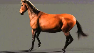 HorseRD