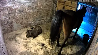 Horse taking a shit