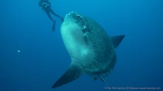 Mola mola in Nusa Penida,Bali 2015