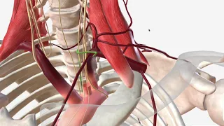 Subclavian Artery - Anatomy, Branches & Relations