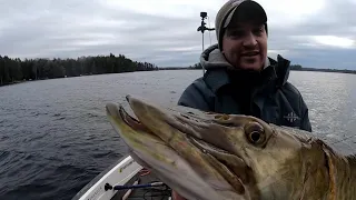 Winter Fishing HUGE BAITS For GIANT MUSKIE! BIGGEST YET!