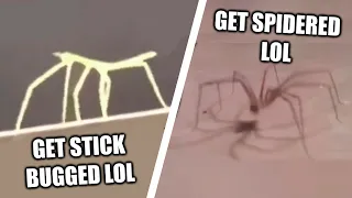 get stick bugged lol VS get spidered lol