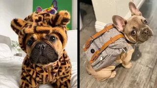 The funniest French Bulldog video | Frenchie compilation