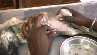 A Mangoworm puppy: Starring Fatou, Neo & Lucas!