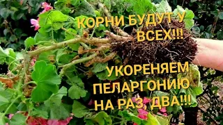 ЛУЧШИЙ СПОСОБ укоренения черенков пеларгонии!! Мой опыт, быстрый надёжный результат, 100% успех!