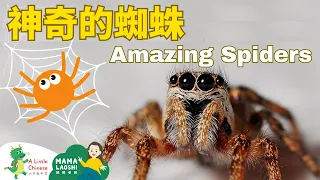 All about Spiders in Chinese 認識蜘蛛 | Learn Chinese for Kids, Toddlers & Preschoolers