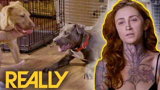 Petrified Pit Bull Makes A New Best Friend | Pit Bulls & Parolees