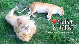 Львы ПЕРСЕЙ, ДЕЙЛ и ЧИП. Тайган. Life of lions.Taigan.