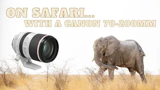 Canon RF 70-200mm f/2.8 Review for Wildlife Photography