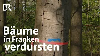 Extreme Dürre: Bäume verdursten in Franken | Gut zu wissen | BR