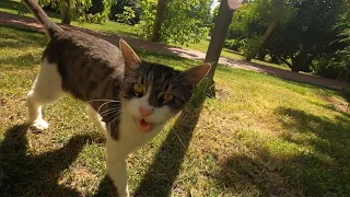 Big Boy Cat with Cute Tiny Meows