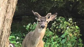 Animals in SF set to "The Secret Life Of Trees" by Tracy Bartelle