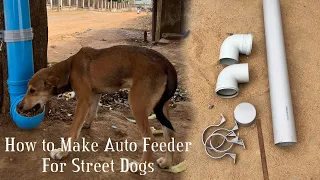 How to make Auto feeder for Street dog #thebanjaaraboy