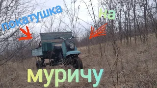 покатушка на муравю