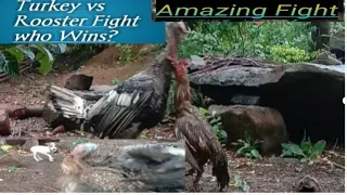 #Turkey #Rooster #figth Turkey vs Rooster figth who Wins??