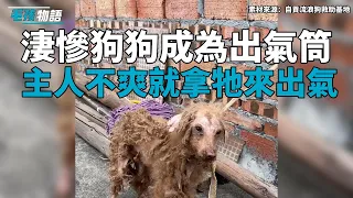 瘦骨嶙峋的狗狗成為主人出氣筒，被折磨的淒慘至極，每次喝完酒心情不爽就拿狗狗來出氣！