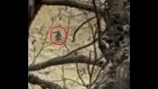 Umatilla Sasquatch Captured on Video