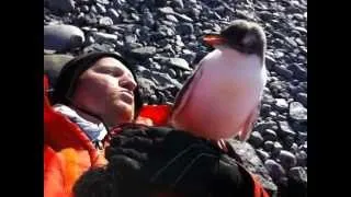 Пингвиненок впервые увидел человека
